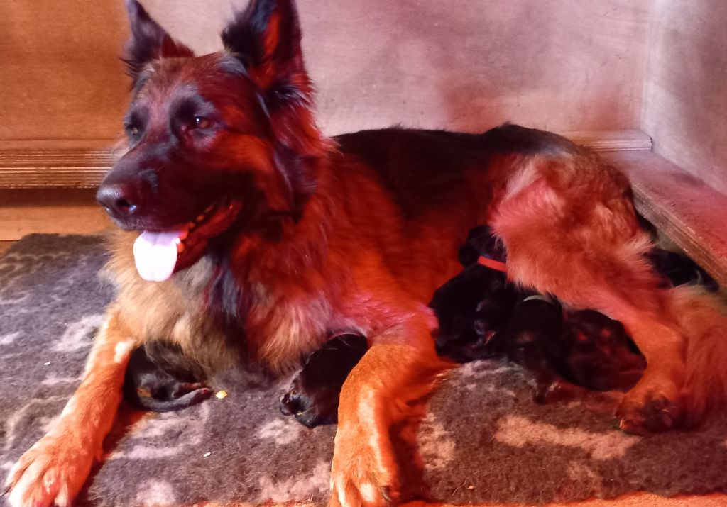 chiot Berger Allemand Poil Long Du Val Saint-Lieu