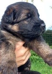 Du Val Saint-Lieu - Chiot disponible  - Berger Allemand Poil Long